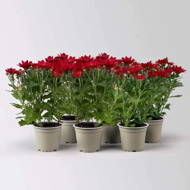 Chrysanthemen, rot, Topf-Ø 12 cm, 6 Pflanzen