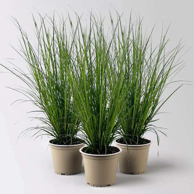 Bio Segge, dunkelgrün, Topf-Ø 12 cm, 3 Pflanzen