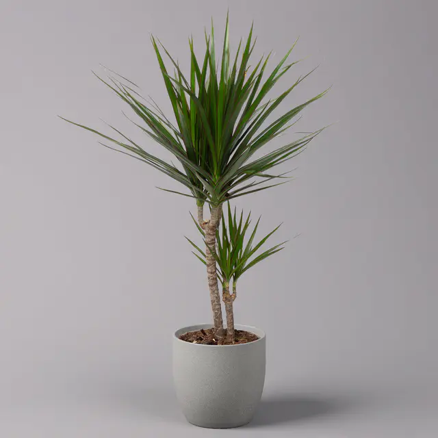 Drachenbaum, Topf-Ø 17 cm, Höhe ca. 70 cm