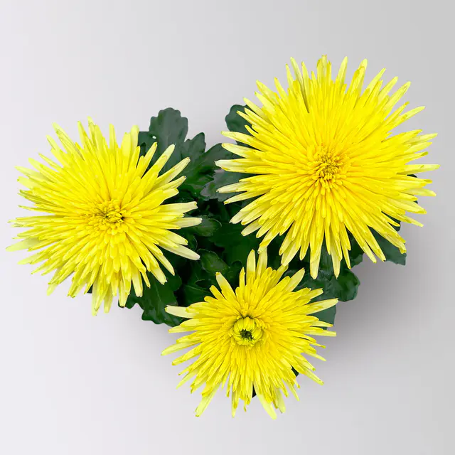 Chrysantheme 'Anastasia', gelb, großblumig, Topf-Ø 13 cm, 3 Pflanzen