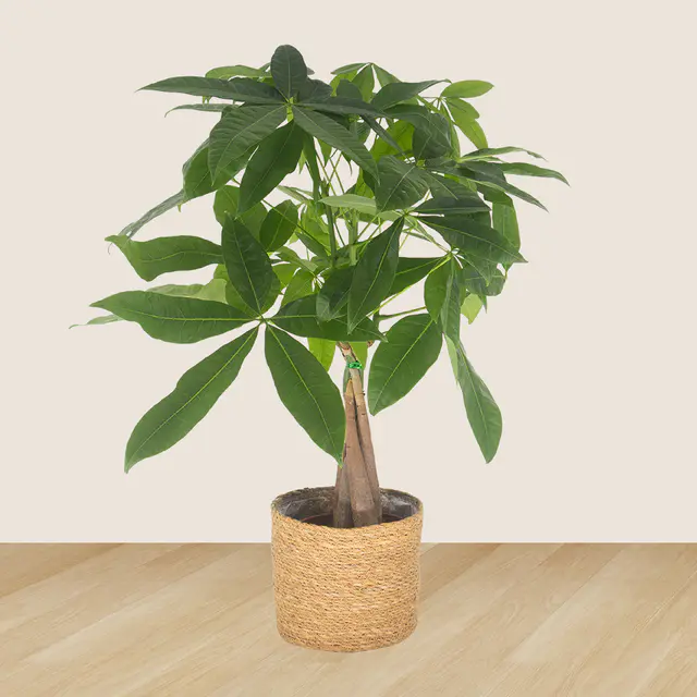 2er-Set Pachira & Calathea — Bild 2