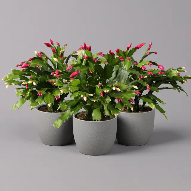 Weihnachtskaktus 'Duo', Farben zufällig , Topf-Ø 12 cm, 3 Pflanzen