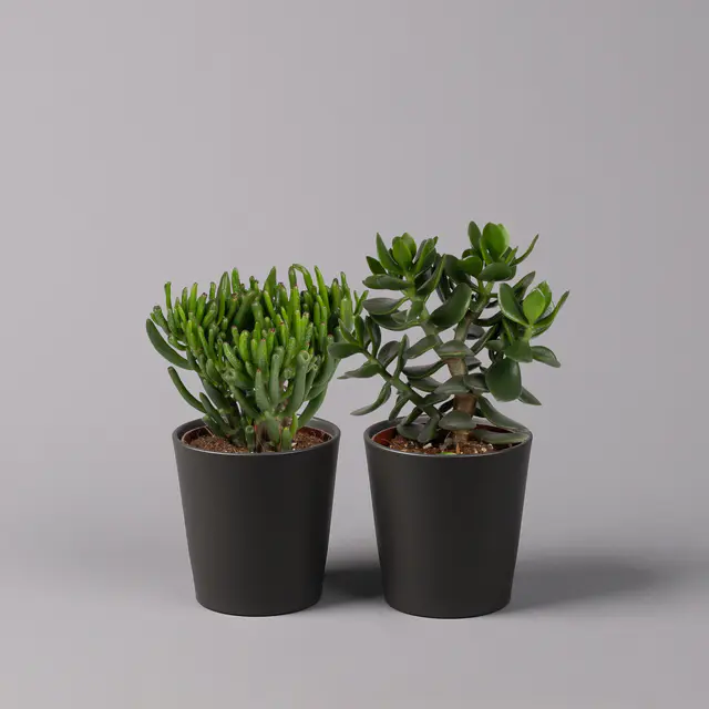 Geldbaum Mix, Sorten zufällig, Topf-Ø 12cm, in Keramiktopf anthrazit, 2 Pflanzen