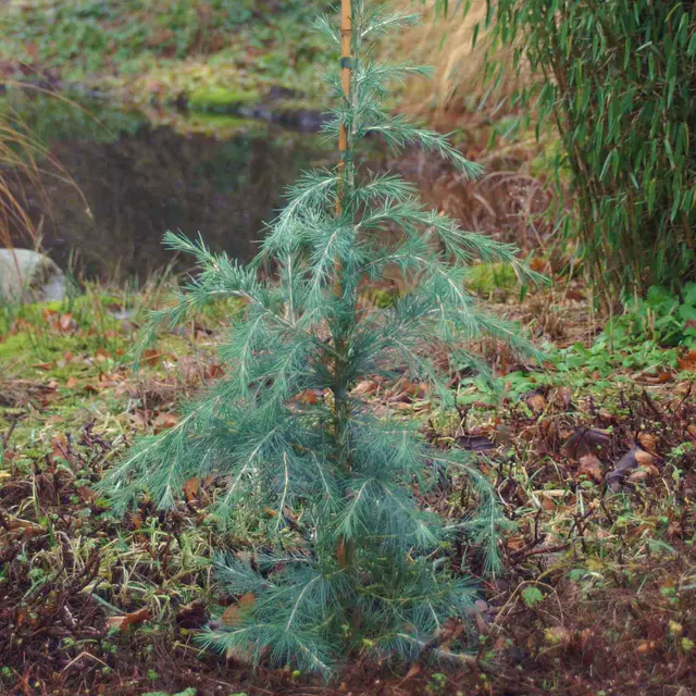 Himalaya-Zeder (Cedrus deodara), 2er-Set, Höhe ca. 40-60 cm, Topf 3 Liter
