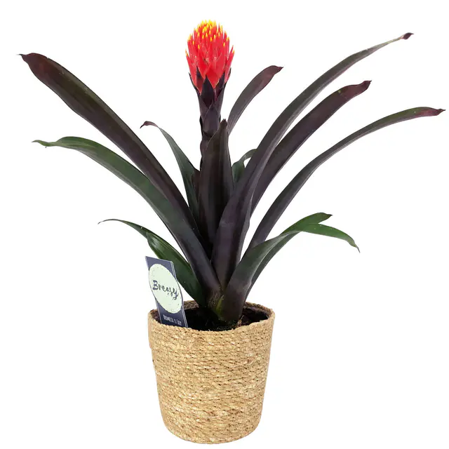 Guzmania 'Tala', orange-gelb, mit Korb Maki,  Höhe ca. 45 cm, Topf-Ø 12 cm