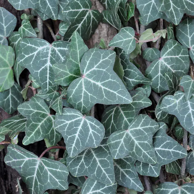 Kölle Gewöhnlicher Efeu, Hedera helix 'Plattensee', 2er Set, im 2 l Topf