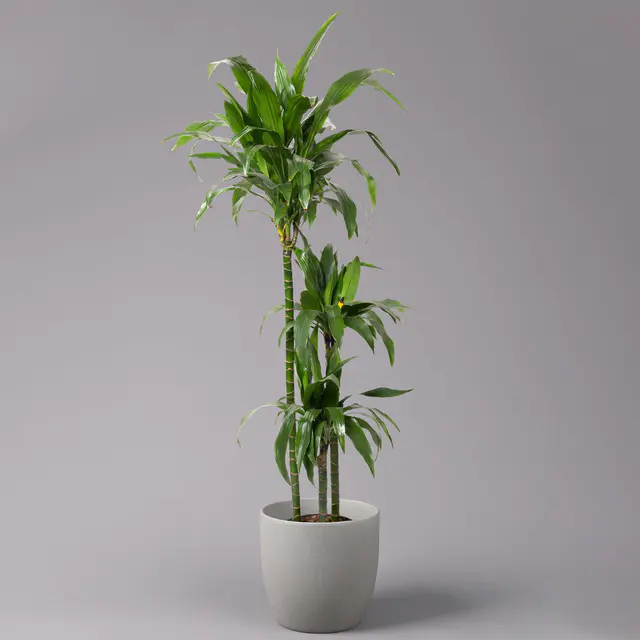 Duftender Drachenbaum 'Janet Craig', Topf-Ø 24 cm, , Höhe ca. 150 cm