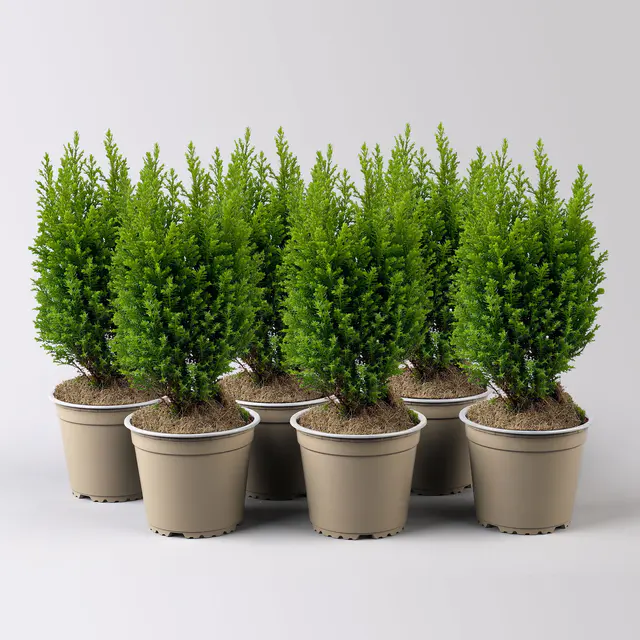 Gelbe Kegelzypresse 'Ellwood's Gold', Topf-Ø 13 cm, 6 Pflanzen