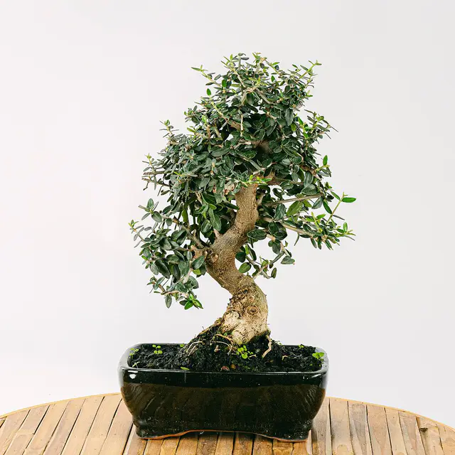Bonsai Olivo 7 Jahre alt