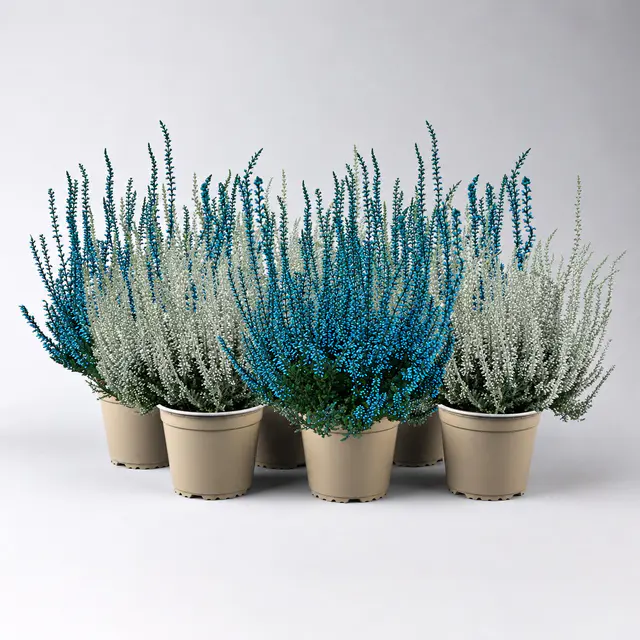 Knospenheide 'Picasso', blau & weiß gefärbt, Topf-Ø 12 cm, 6 Pflanzen