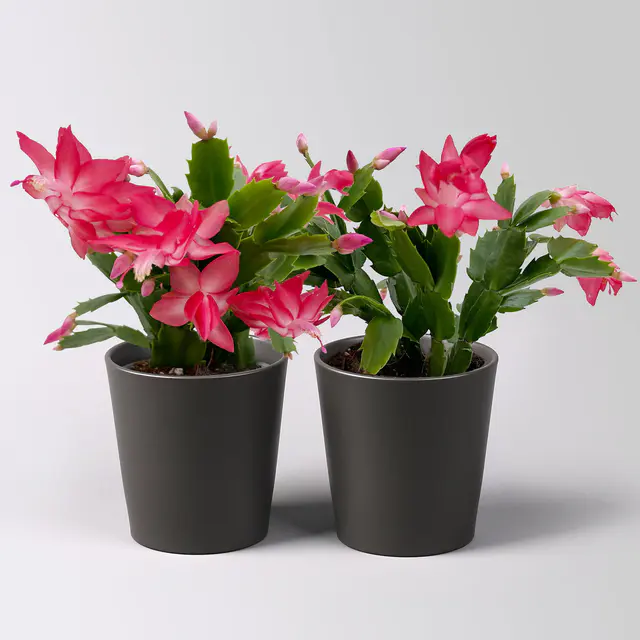 Weihnachtskaktus, rosa, mit Übertopf Dallas anthrazit, Topf-Ø 12 cm, 2 Pflanzen