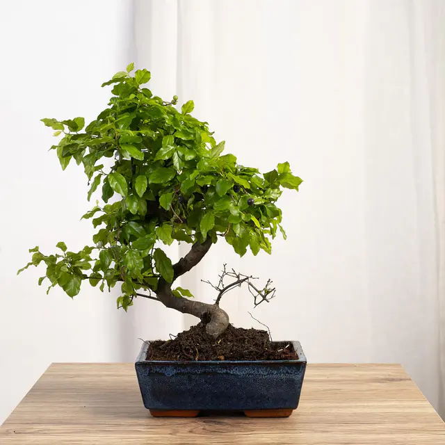Bonsai Sageretia theezans 6 Jahre alt