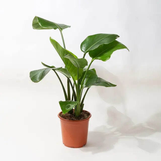 Strelitzia, Topf-Ø 21 cm, Höhe ca. 70-100 cm