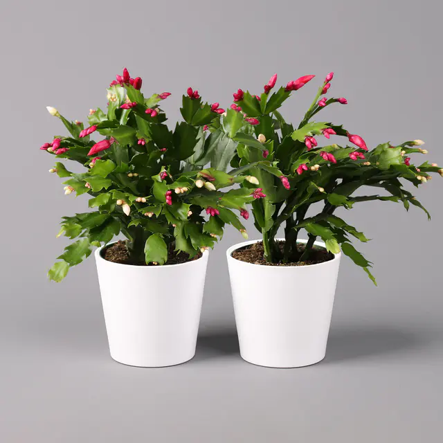 Weihnachtskaktus 'Duo', 2 Farben, mit Übertopf weiß, Topf-Ø 12 cm, 2 Pflanzen
