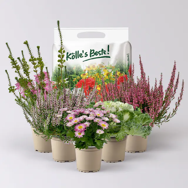 Pflanzenkreation Herbstromantik, rosa-weiß, 5 Pflanzen inkl. Erde