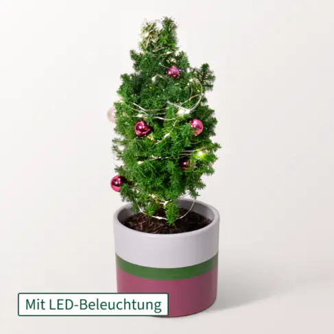 Weihnachtsbaum Sweet Christmas mit Lichterkette