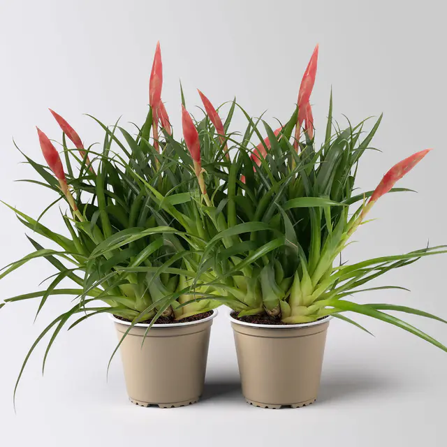 Vrisea 'Astrid', rot, Topf-Ø 12 cm, Höhe ca. 35 cm, 2 Pflanzen