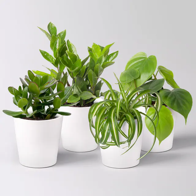 Grünpflanzen-Set Einsteiger-Mix, Topf-Ø 12cm + Übertopf Dallas, 4 Pflanzen