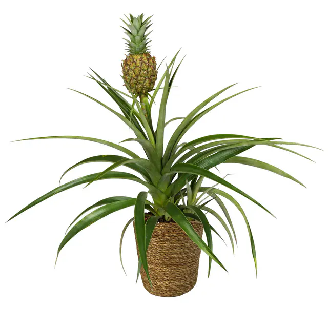Zierananas 'Amigo', Topf-Ø 12cm, mit Korb Maki, Höhe ca. 45 cm