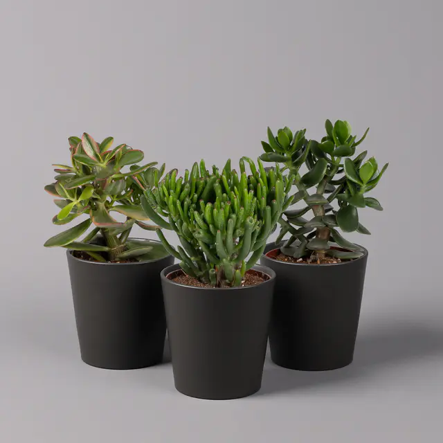 Geldbaum Mix, Sorten zufällig, Topf-Ø 12cm, in Keramiktopf anthrazit, 3 Pflanzen