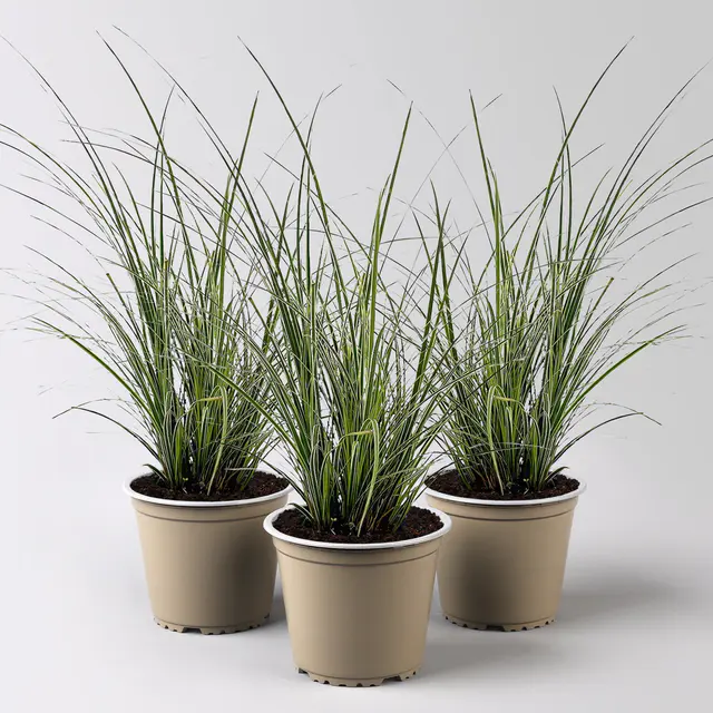 Bio Segge 'Variegata', grün-weiß, Topf-Ø 12 cm, 3 Pflanzen