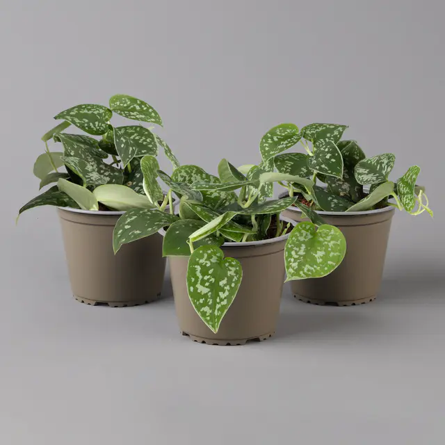 Scindapsus pictus 'Trebie', Topf-Ø 12 cm, Höhe ca. 20 cm, 3er-Set