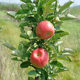 Kölle Bio Säulenapfel 'Rondo'Ⓢ, Unterlage MM 111, Topf 10 Liter