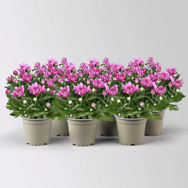 Chrysantheme 'Double', pink, gefüllt, Topf-Ø 12cm, 6 Pflanzen
