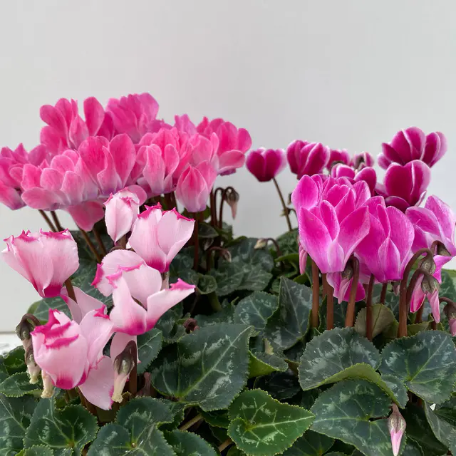 Alpenveilchen 'Outland', rosa geflammt, Topf-Ø 10,5 cm, 6 Pflanzen
