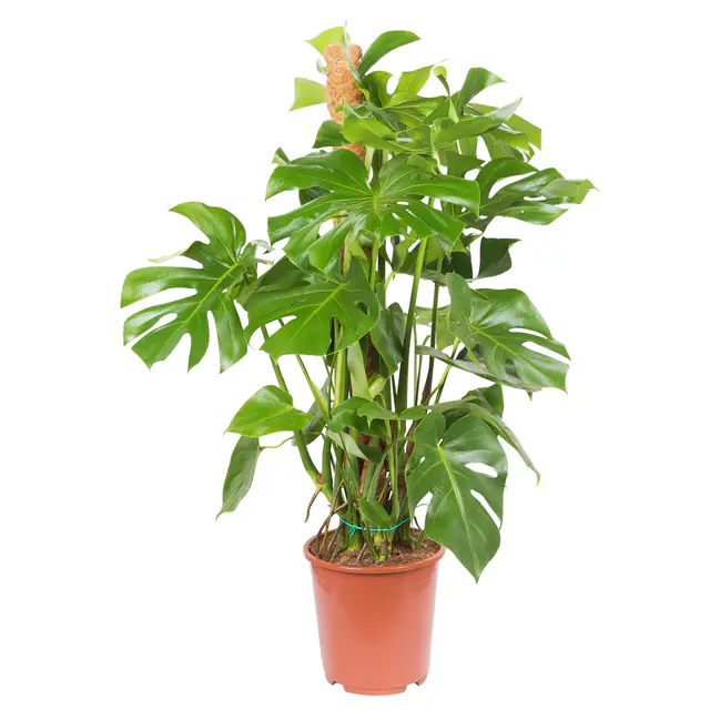 Monstera deliciosa, Topf-Ø 27 cm, Höhe ca. 120 cm
