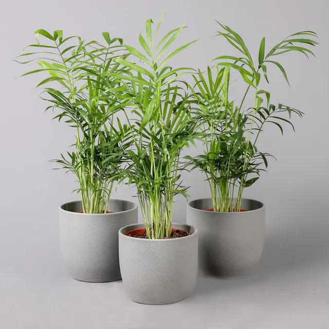 Bergpalme, Topf-Ø 12 cm, Höhe ca. 30 cm, 3 Pflanzen