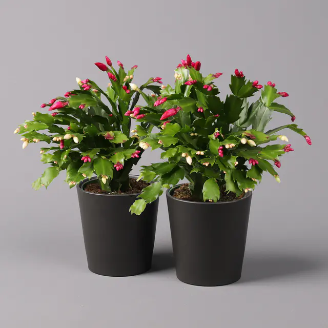 Weihnachtskaktus 'Duo', 2 Farben, Übertopf anthrazit, Topf-Ø 12 cm, 2 Pflanzen