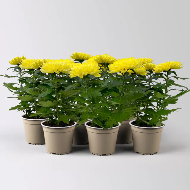 Chrysantheme 'Chrysanne® Zembla Next Yellow', gelb, Topf-Ø 13 cm, 6 Pflanzen