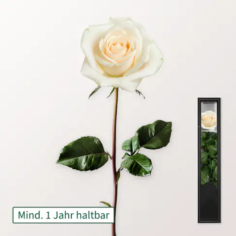 Weiße haltbare Rose mit Stiel