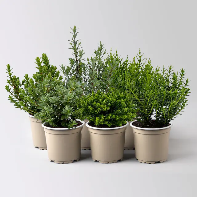Hebe Mini, Mix zufällig, Topf-Ø 6,5 cm, 12 Pflanzen