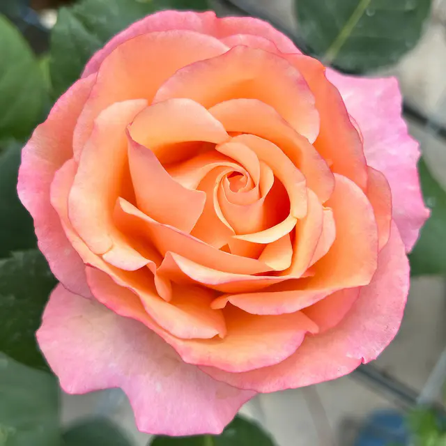 Edelrose 'Saloon'®, orange, Topf 5 Liter