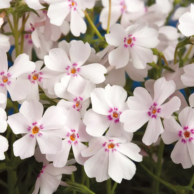 Phlox subulata 'Coral Eye', weiß-rosa, Topf 11x11 cm
