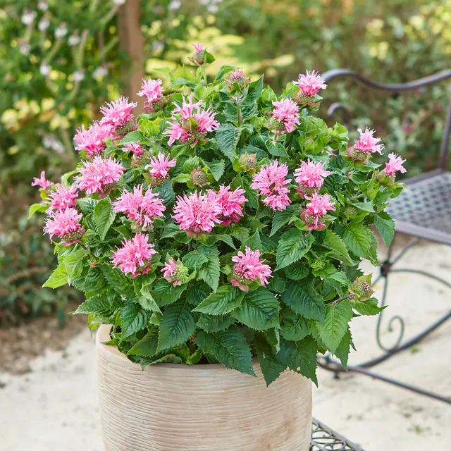 Indianernessel 'Melua Rose' violettrosa, Topf 3 Liter