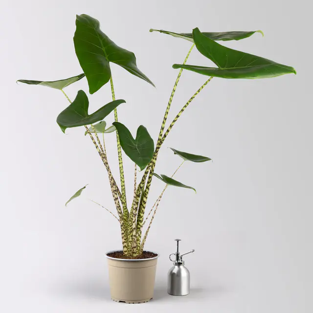 Alocasia 'Zebrina', Topf-Ø 17 cm, Höhe ca. 60 cm