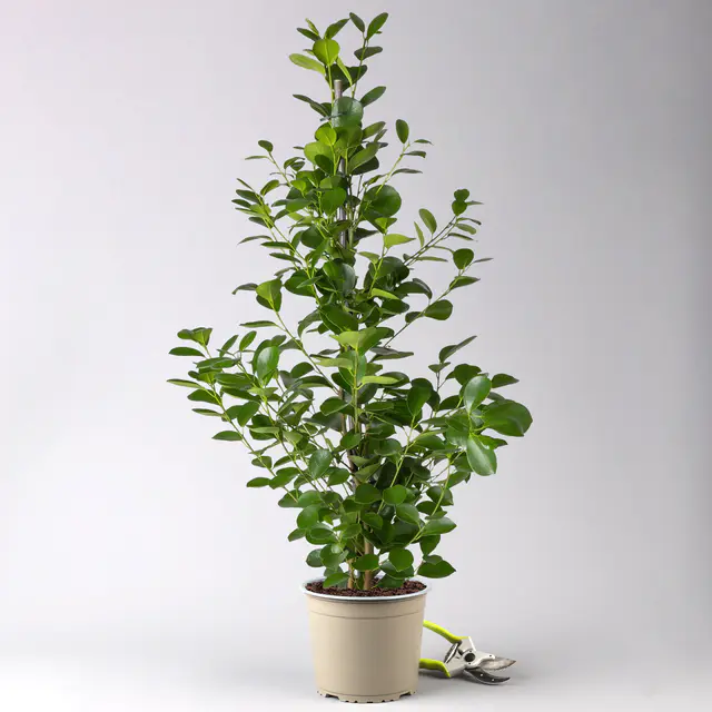 Ficus microcarpa 'Moclame', Topf-Ø 21 cm, Höhe ca. 110 cm