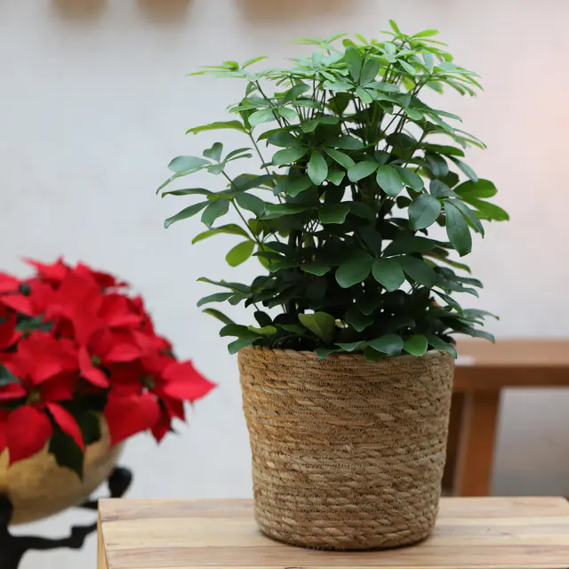 Schefflera arboricola 'Nora', Topf-Ø 21 cm, Höhe ca. 55 cm