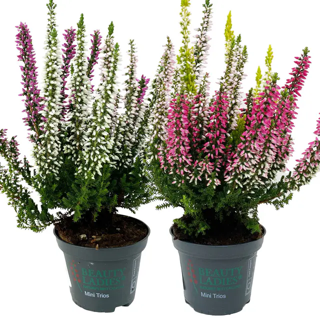 Knospenheide 'Trio', mehrfarbig, Farben zufällig, Topf-Ø 6 cm, 6 Pflanzen