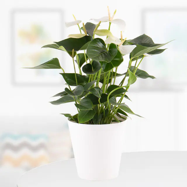 Flamingoblume Weiß + gratis Topf | Anthurie