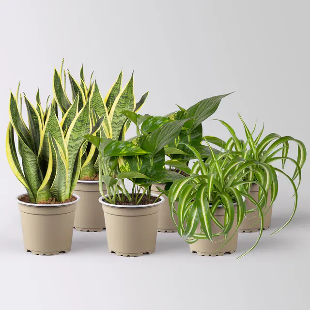 Grünpflanzen-Set Saubere Luft buntlaubig, Topf-Ø 12 cm, 6 Pflanzen