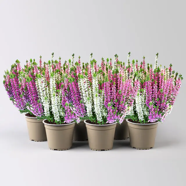Calluna 'Beauty Ladies® Harmony' Trio, lila-rosa-weiß, Topf-Ø 13 cm, 6 Pflanzen