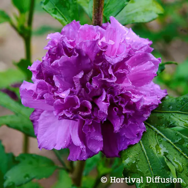Garten-Hibiskus 'French Cabaret® Purple', blauviolett, 40-60 cm hoch, Topf 5 l