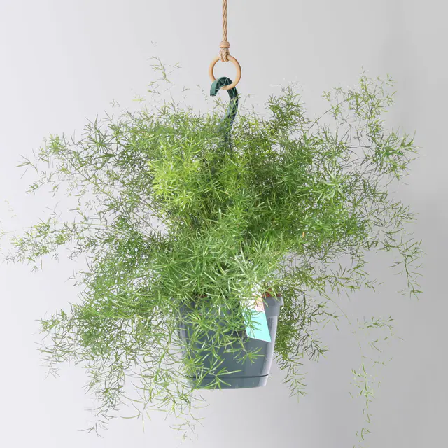 Asparagus 'Sprengerii', Ampeltopf-Ø 17 cm, Höhe ca. 30 cm