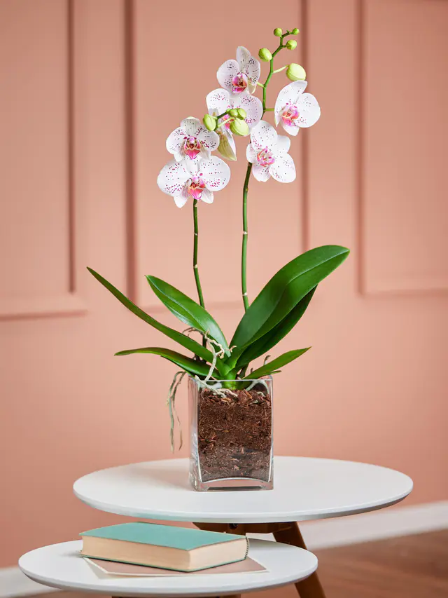 Weiß-pinke Orchidee in Vase