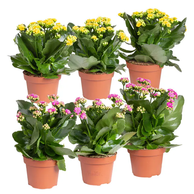 Kalanchoe 'Calandiva'®, gelb&violett, Topf-Ø 12 cm,  Höhe ca. 20-30 cm, 6er-Set