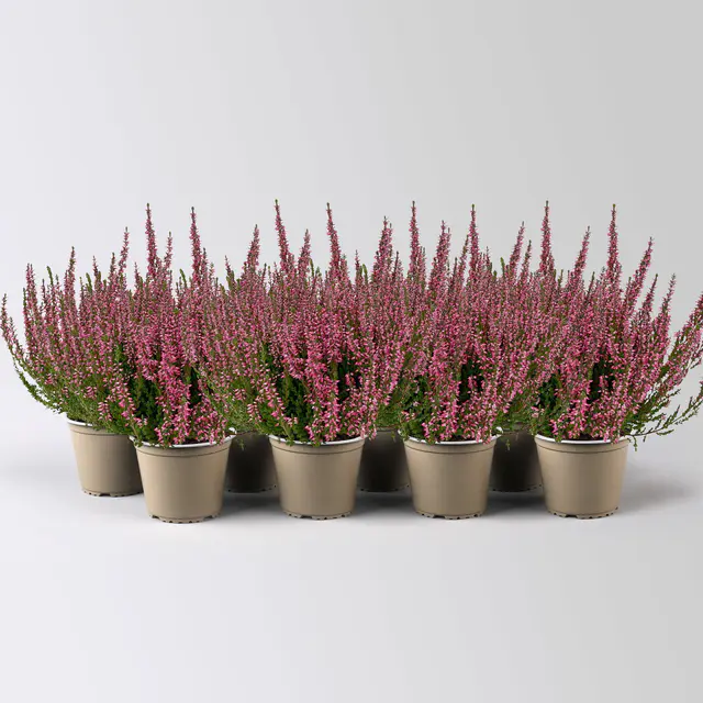 Knospenheide, rot, Topf-Ø 10,5/11 cm, 8 Pflanzen